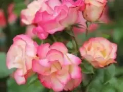 Roses-e1449167282875.jpg
